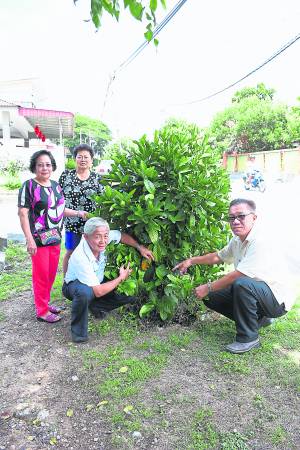 新咖啡山新村村委和村长曾广海（右）表示眼前这棵就是村里第一棵咖啡树，由霹雳州行政议员拿督马汉顺种下。