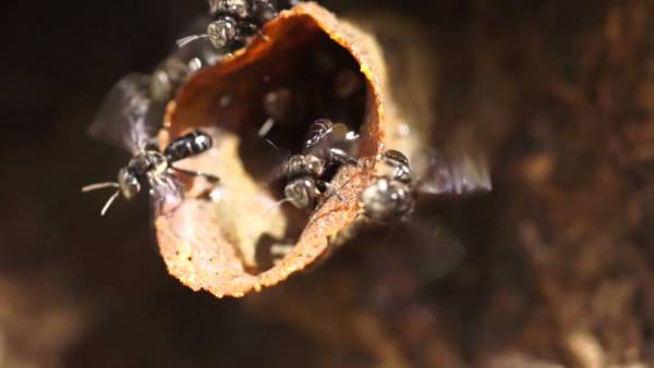 银蜂是一种深色体型细小的野蜂，它的尾端没有螫人的毒针，所以又称为“无针蜂”。