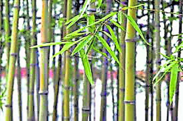 用竹竿、竹叶扫蜘蛛网，也叫竹报平安，可以真正的送旧迎新。