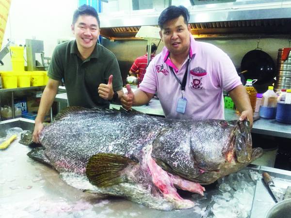 深海龙趸鱼重达110公斤。