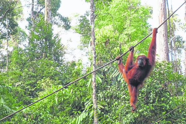 在实蒙谷野生动物护育中心观看人猿，同时在绿野雨林中，吸收了大自然的灵气。