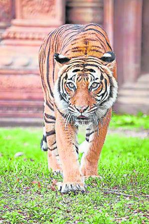 因深山族人流传的传说，导致缅甸老虎加剧濒临绝种。