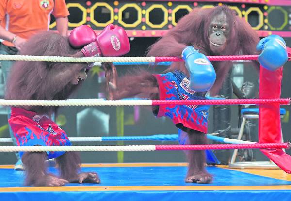 两只人猿被逼在擂台上进行拳击赛。据联合国指出，此活动导致人猿的非法交易剧增。