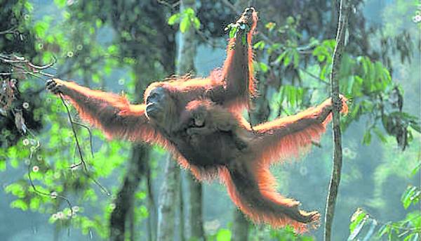 人猿脚部弯曲，不适合站立，长期在树上爬行。 