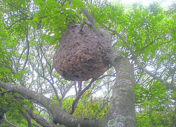 毒皇蜂杀伤力无比，而采蜂巢工人每次入深山采蜂巢，可说是与死神拼搏。