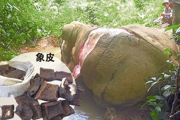 “大象之家”调查队伍在森林里发现的野象尸体，被活活剥皮而亡。