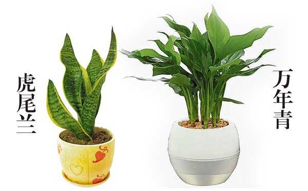 浴室放置土种植物如虎尾兰和万年青,可提升“孕”气,但千万别摆设仙人掌。