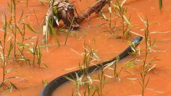所有蝮蛇都能水陆并行，因此聚居地亦多接近水源。