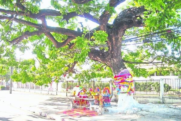 在泰国合艾有棵神树”，这棵百年“女神树”绿意盎然，最叫人称奇是祂常常出字让善信中奖，搞到黑市地下厂也怕怕。