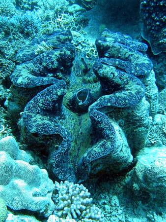 藏身在世界最大的贝壳——巨砗磲蛤(Giant clam)体内。1934年5月7日,在菲律宾巴拉望省的苏禄海域,被原住民打捞起来。