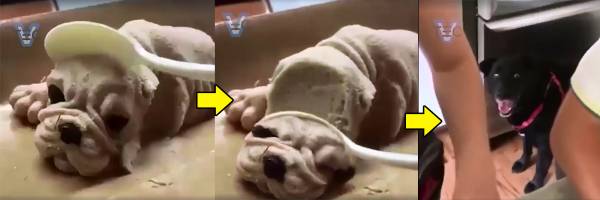 网上流传的影片截图，一只制作得十分精致的沙皮狗造型蛋糕被“切”下头部，镜头一转，吓死狗狗了！