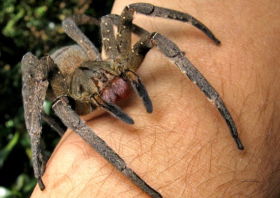世界最毒的蜘蛛之一，巴西流浪蜘蛛的毒液有一种男人最爱的副作用——勃起。
