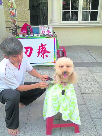 王承信说,刀疗不仅能调节免疫系统,也能起到安抚宠物情绪的作用。