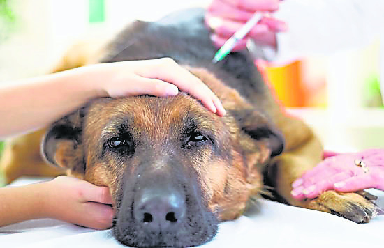 让狗狗注射疫苗，可预防狂犬病发。