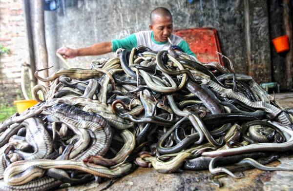 每日屠宰上万条蛇，是“蛇夫”快活的一天。