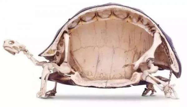 你对乌龟一定不会感到陌生，但你又知不知道，它有着最奇怪的骨骼呢？