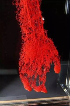 这只是你手上的血管。