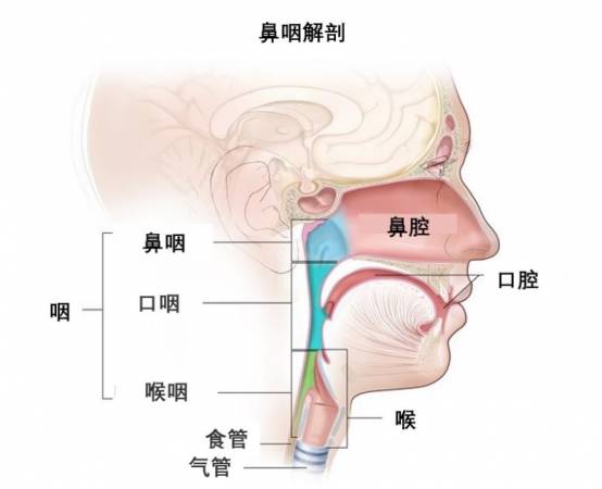 鼻咽构造