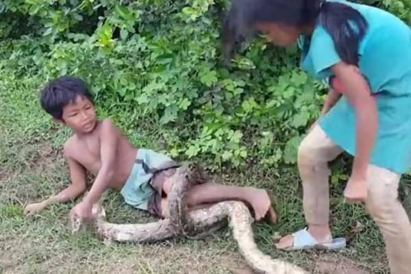 发现蛇洞后，小弟弟会以肉身当饵，让大蟒蛇缠身，等姐姐来捉，很多网友说看了很心疼。