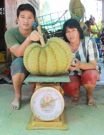 泰国经常出现巨型榴梿，农场或贩商也借此来宣传。