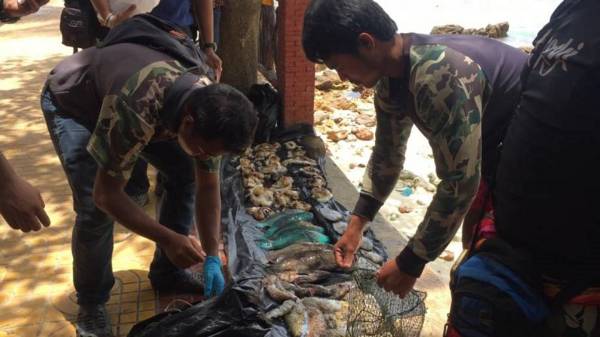 泰国警方取缔非法捕捞砗磲活动。
