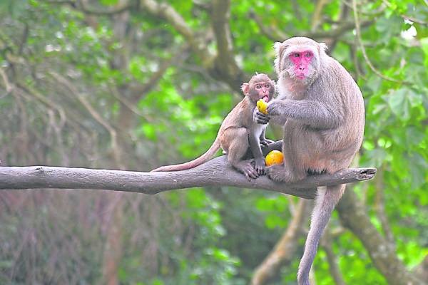 “林志玲”匿藏在台湾台中的猕猴园里，更被封为“猴后”，被150只猕猴包围？