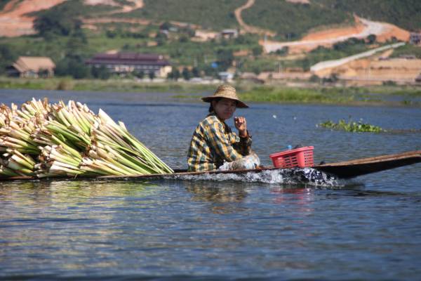 湖畔巴东族，世代以卖莲藕为生，如今以藕丝织布而闻名。