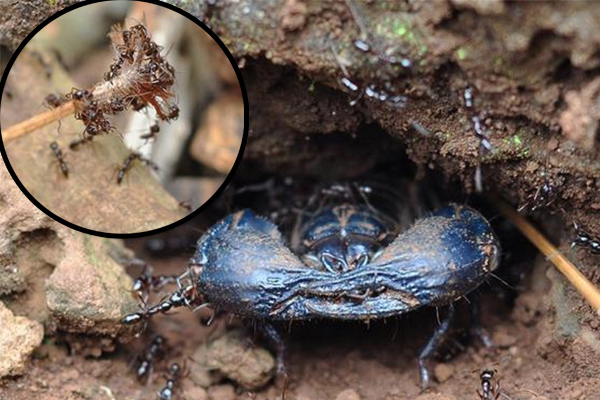 经验丰富的捕人，只需30秒钟，就能用蚂蚁将蝎子从洞中引出来，捉了拿去卖。