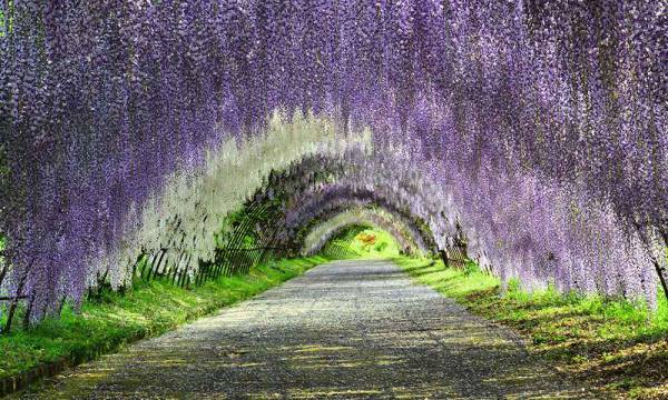 日本九州的紫藤花隧道，紫、白和绿色相互交映，赏心悦目。 