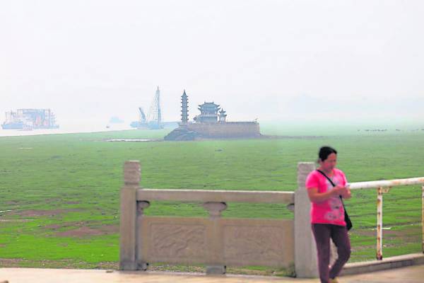 进入枯水期,落星墩附近区域变成一片草原,水牛都会前来吃草。