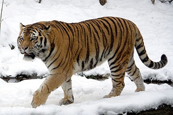 西伯利亚虎是最不易招惹苍蝇的老虎，因为它们生活的地区大多冰天雪地，苍蝇连生活都很苦难。