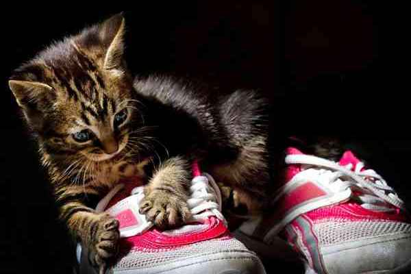 猫是很依赖嗅觉去了解身边的事物，因此它努力嗅闻你的鞋子，就是要收集讯息！