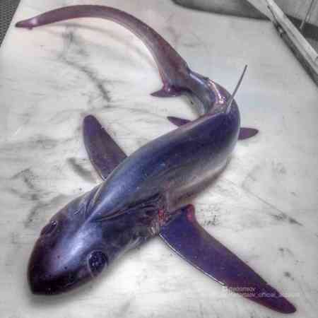 这只深海鱼在奇葩的同类中看起来好像还蛮可爱的。