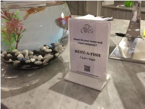 这间酒店提供“租小鱼陪睡”的服务。