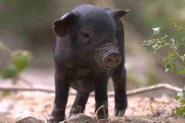 环江香猪是中国超微型品种，其体型小巧、浑身黝黑。