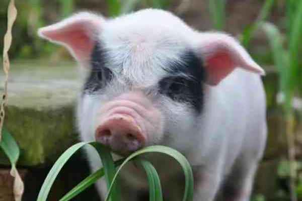 你们可以叫我熊猫猪哦!