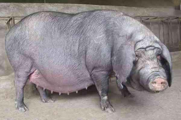 太湖猪是世界上产仔量最多的猪种。