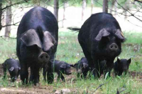 加斯科涅黑猪是当地100%纯天然饲养的品种，身份、血统、生产性能颁发证书。