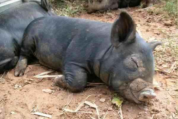 盘点世界名"猪"