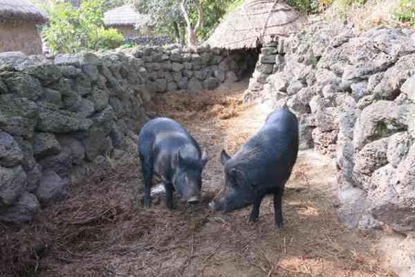 韩国黑猪体型小、产量低，不过价钱偏高。