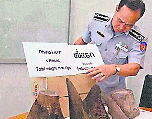寮国海关上个月在机场寻获11公斤重的犀牛角，折合市价约马币116万令吉。