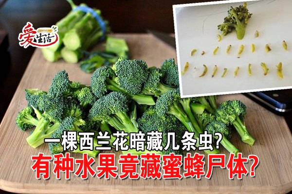 一棵西兰花暗藏几条虫 有种水果竟藏蜜蜂尸体 新生活报 Ilifepost爱生活 一棵西兰花暗藏几条虫 有种水果竟藏蜜蜂尸体 新生活报 Ilifepost爱生活