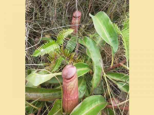 女网友贴出一张植物的照片，但仔细一看却有亮点。