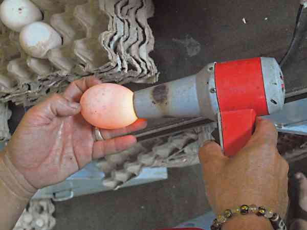 腌制步骤1：利用手电筒照射以辨别蛋黄的好坏。