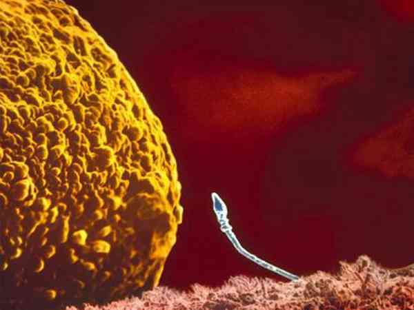 精子终于遇见了卵子，它们是否能一起创造爱的结晶呢？