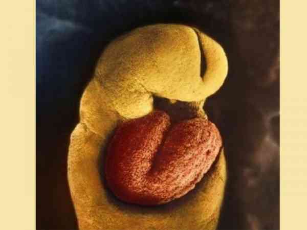 怀孕24天，胚胎还没有发育出任何骨骼，只有一颗从受孕第18天起就开始跳动的心脏。 
