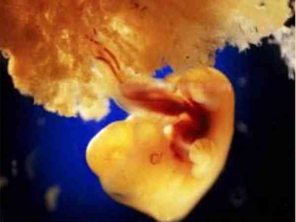 怀孕40天时，外层的胚胎细胞和子宫表层连结，形成了胎盘，而胎盘能够透过母体的血液获取营养与氧气，并排出废物。 