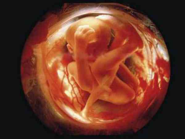 怀孕63天宝宝图片图片