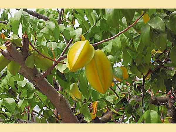 一些泰国人会在父母坟前种植杨桃树，因此他们是不吃杨桃的。