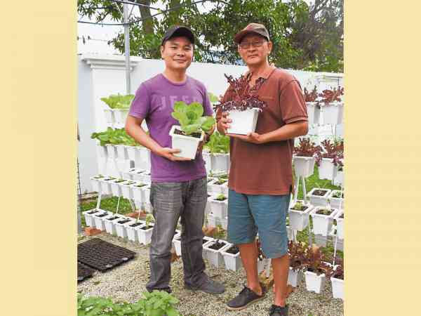 陈所维（左） 采用有机堆肥种出来的菜，没有化肥农药，令人吃得健康又安心。